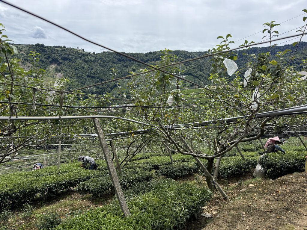 長期有機耕作的茶園環境