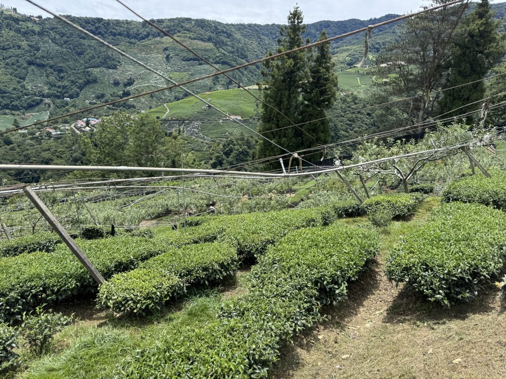即將迎接採收的德玉茶園