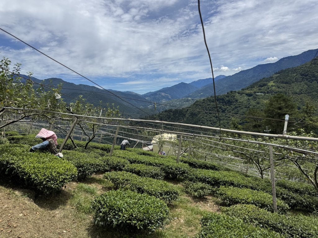 梨山高海拔茶園與山景