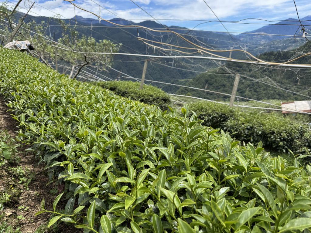 陽光下健康生長的德玉茶園茶樹